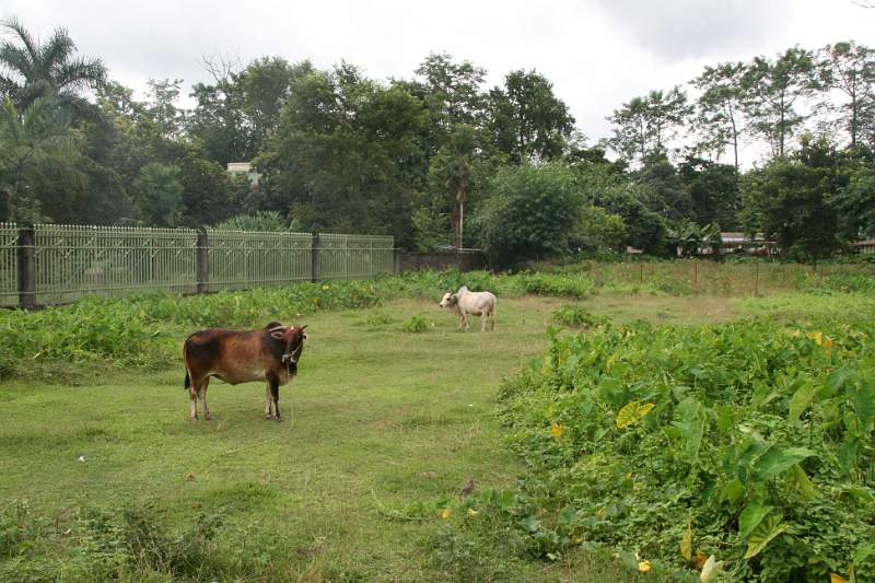 India & Nepal 2011 - 0568